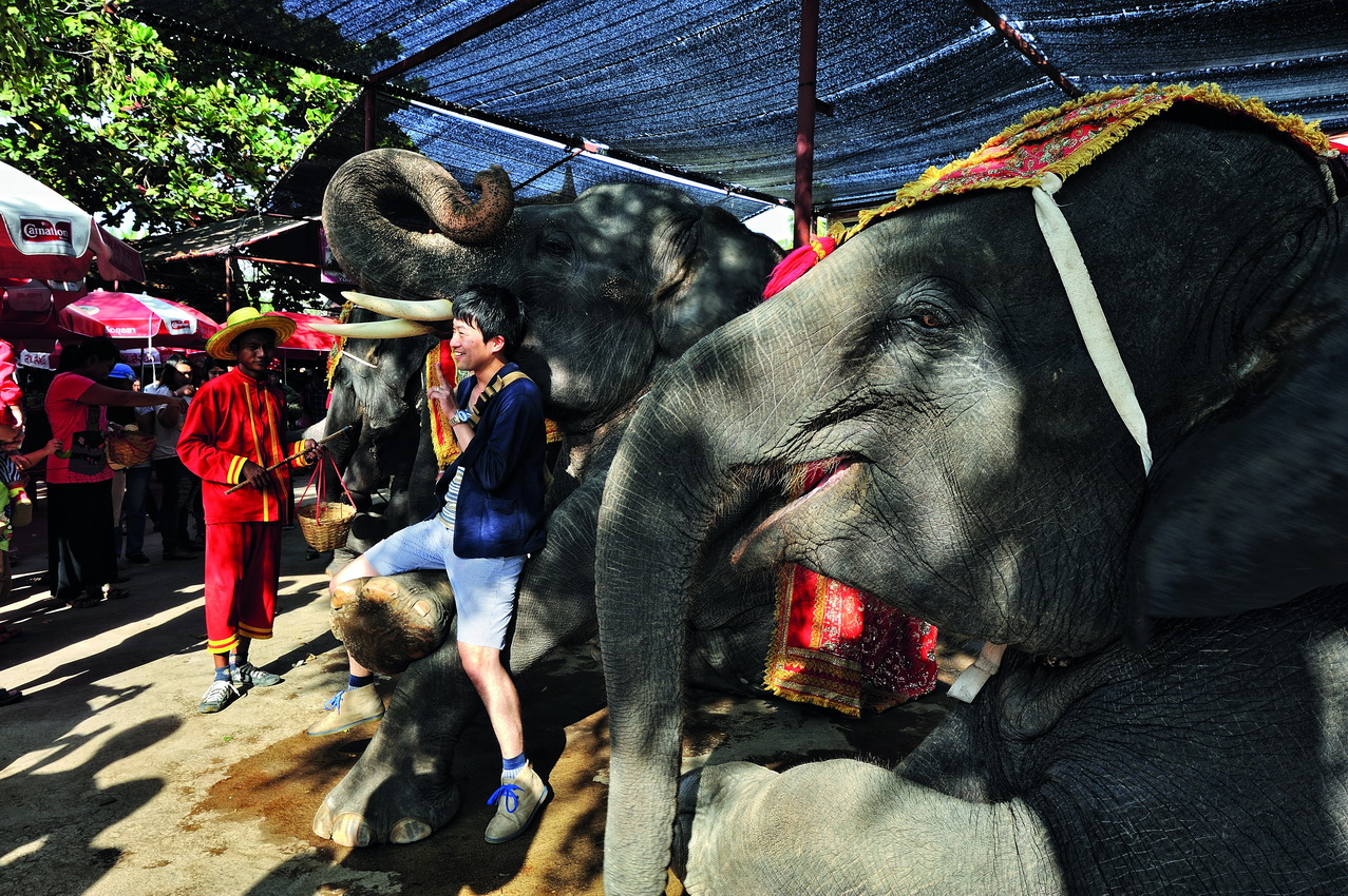Day Trip to Ayutthaya Elephant Palace