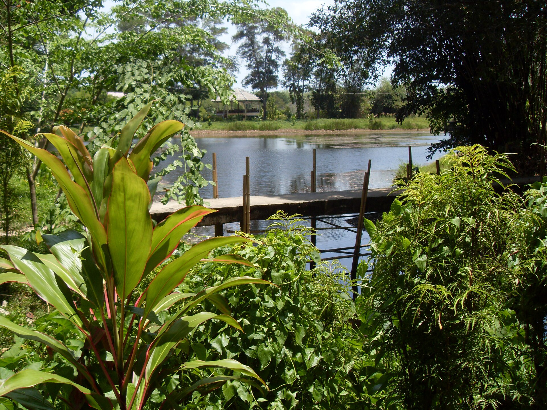 Forest stream near Bang Pae