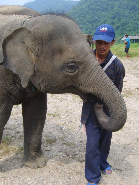 Day Trip to Elephant Nature Park