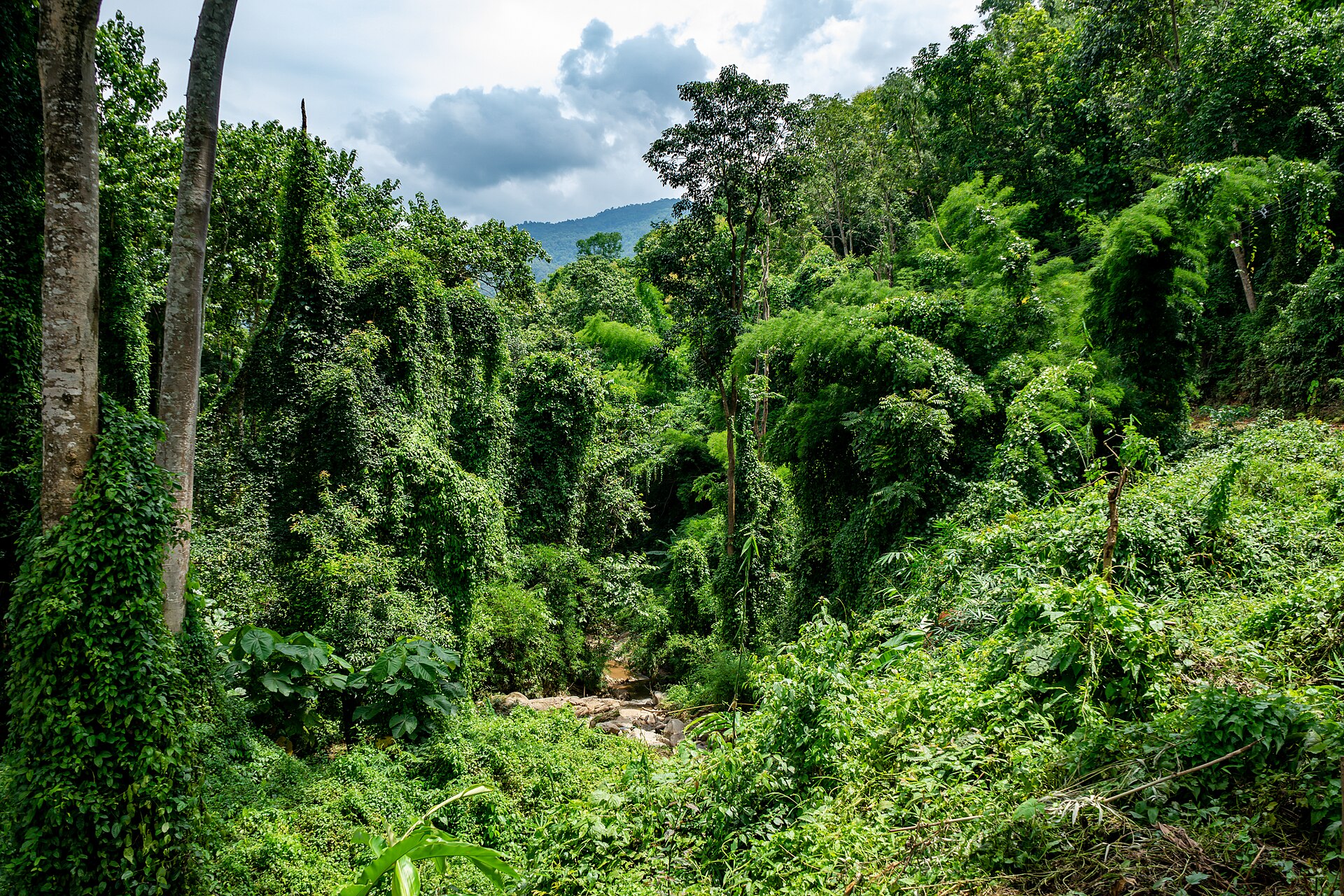 Elephants in a grassy field