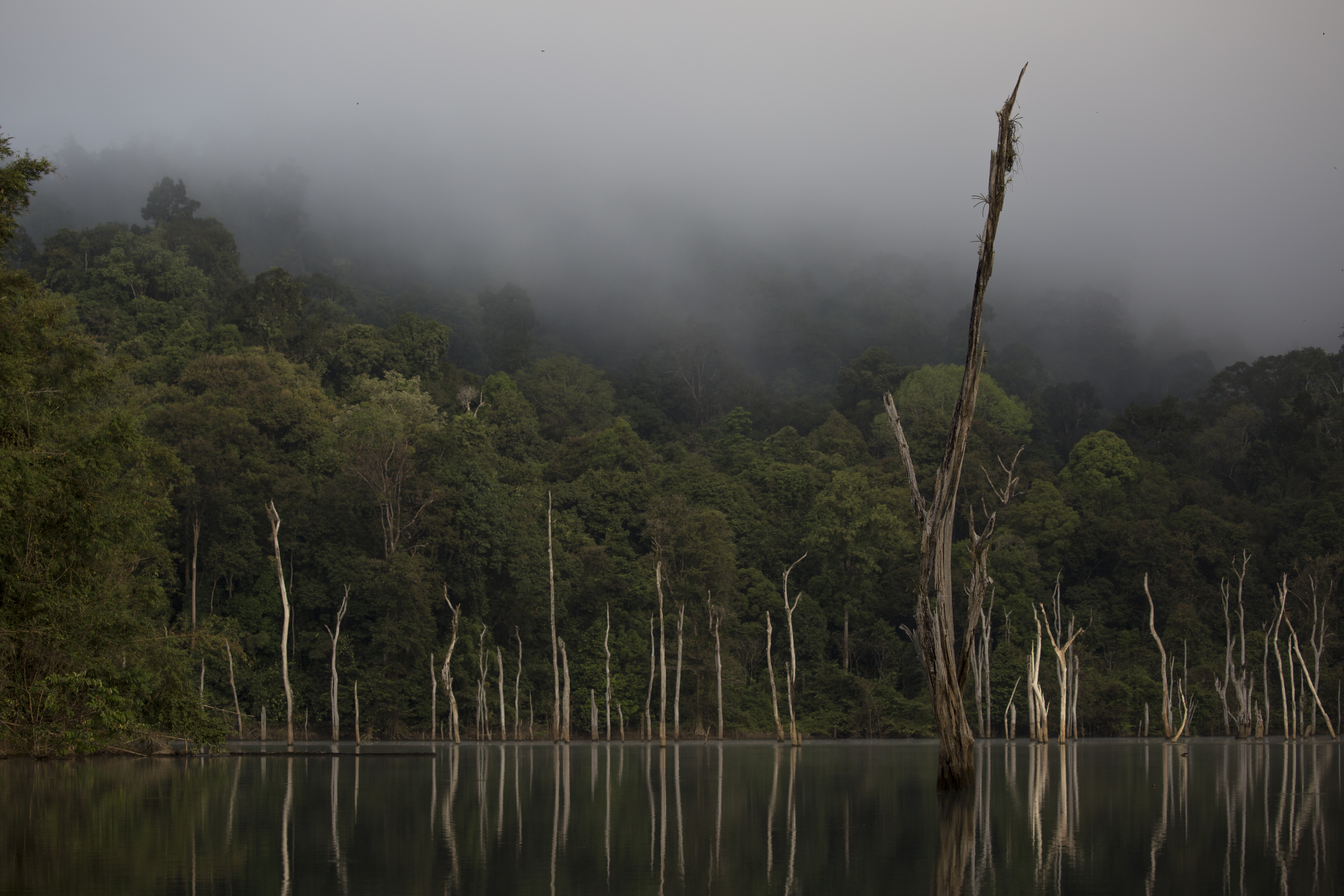 Day Trip to Khao Sok Canopy Walk