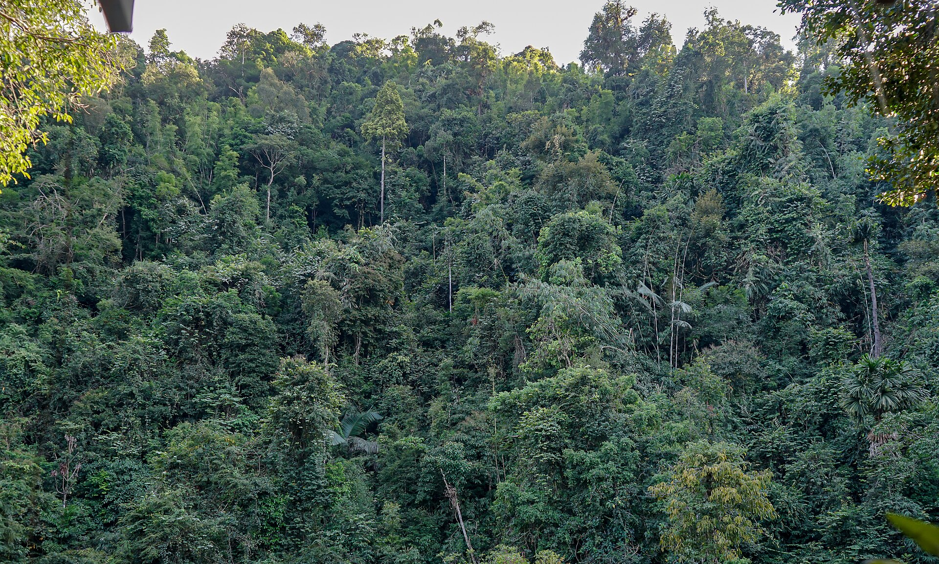 Forest trail in Khao Sok National Park