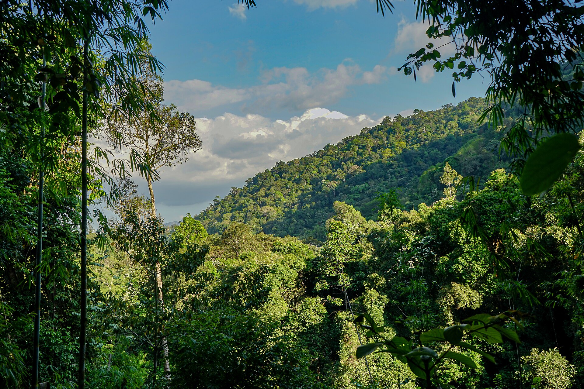 Day Trip to Khao Sok Night Safari