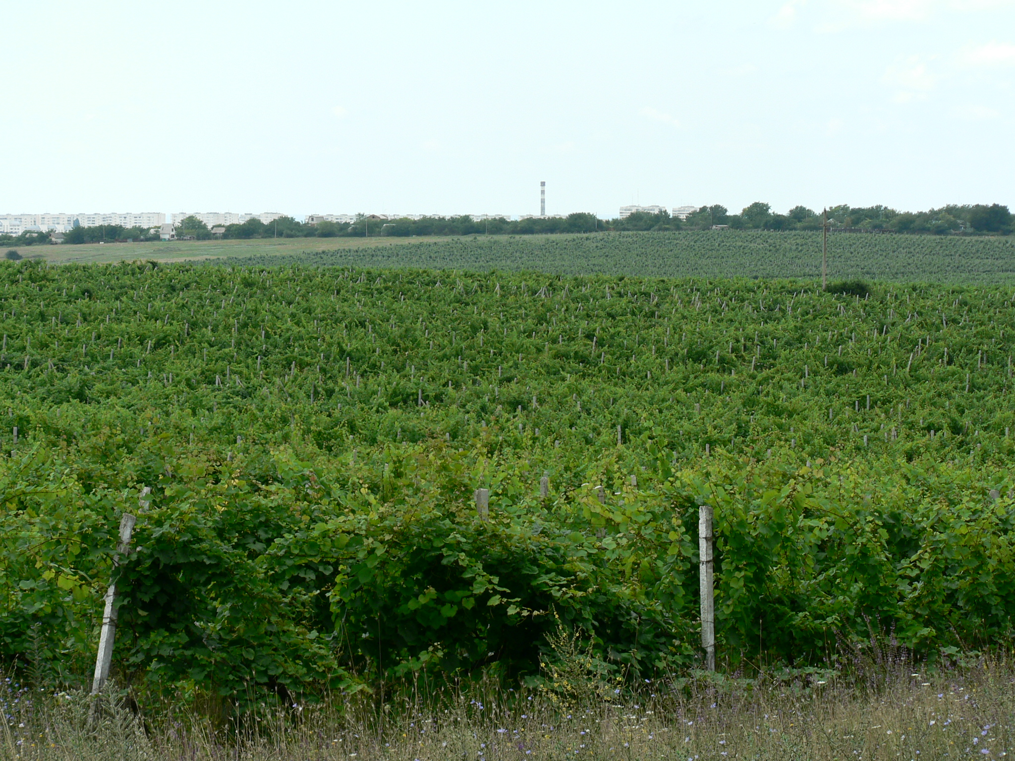 Vineyard panorama in Thailand