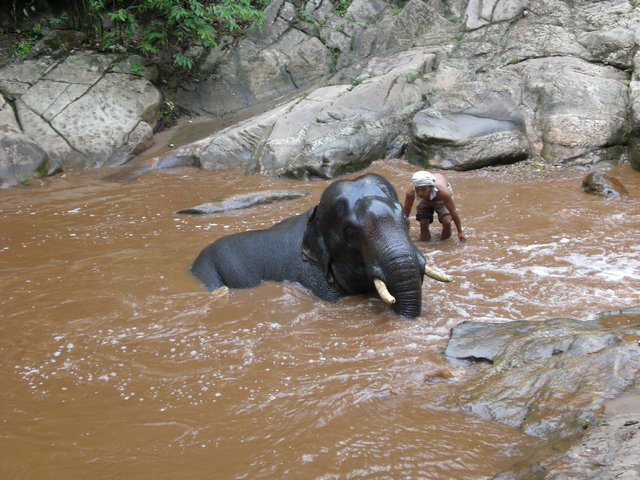 Elephant bathing