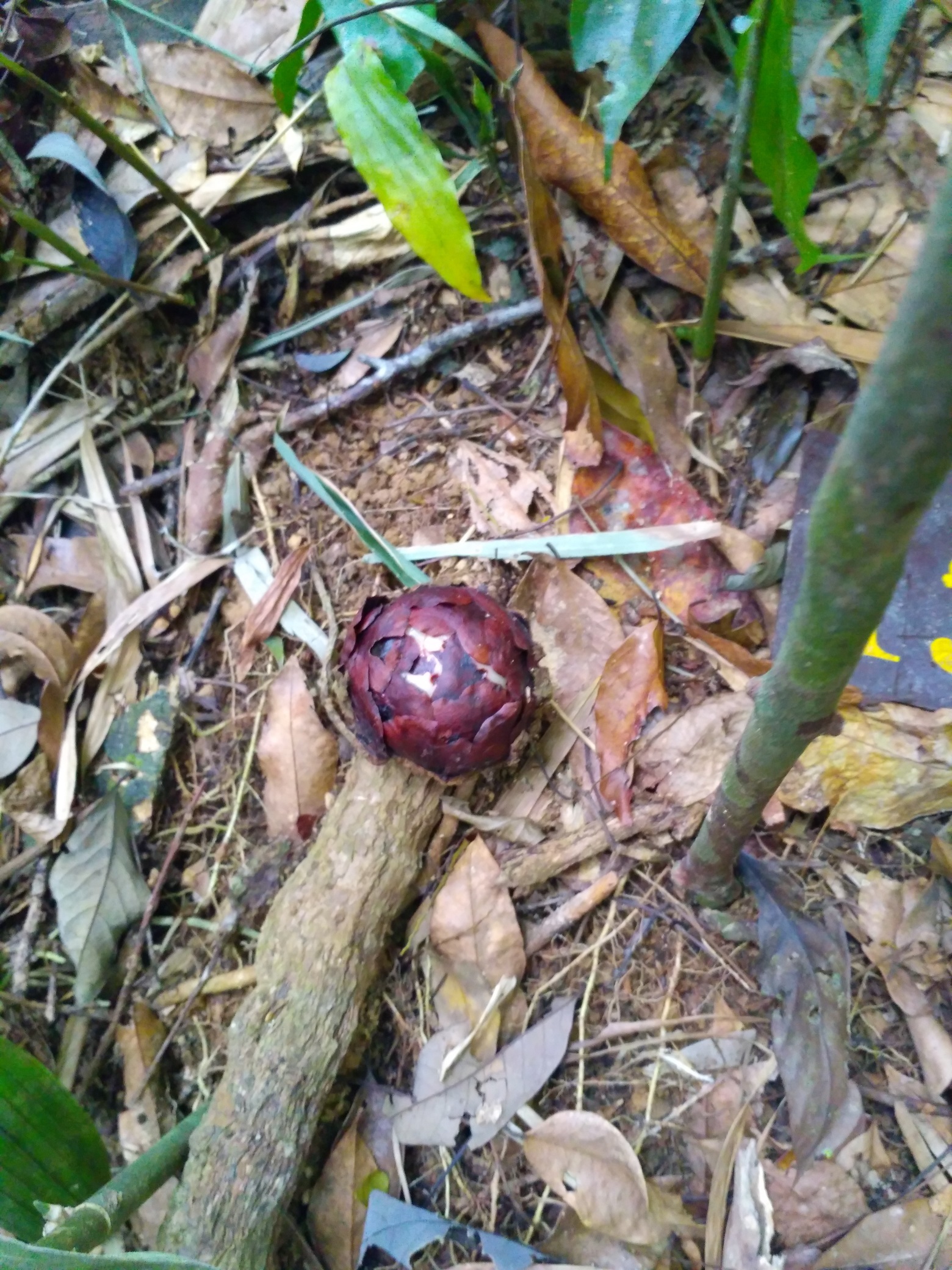 Rafflesia bud on the forest floor