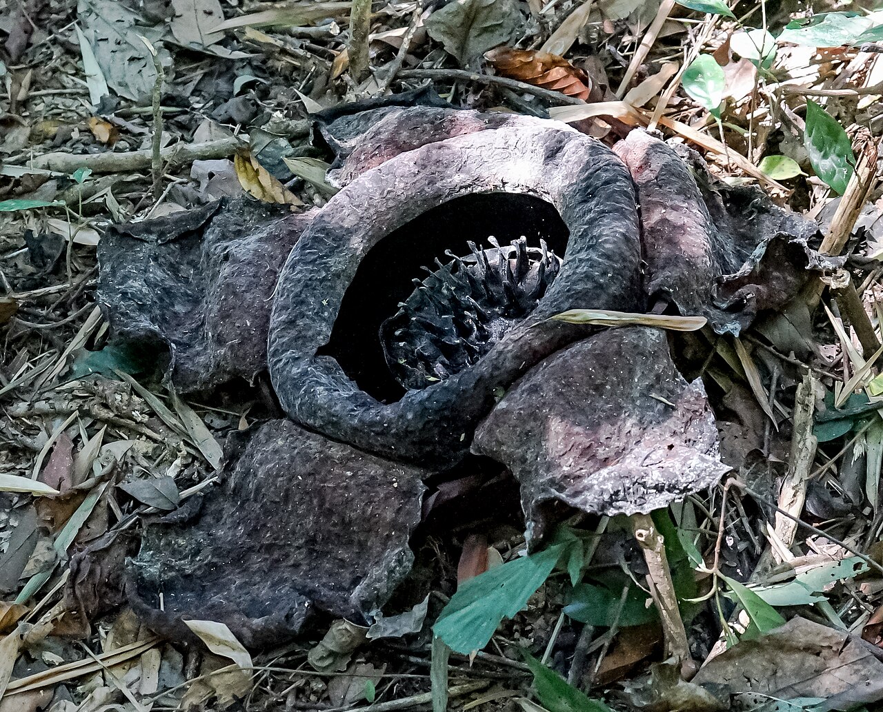 Day Trip to Rafflesia Blooms