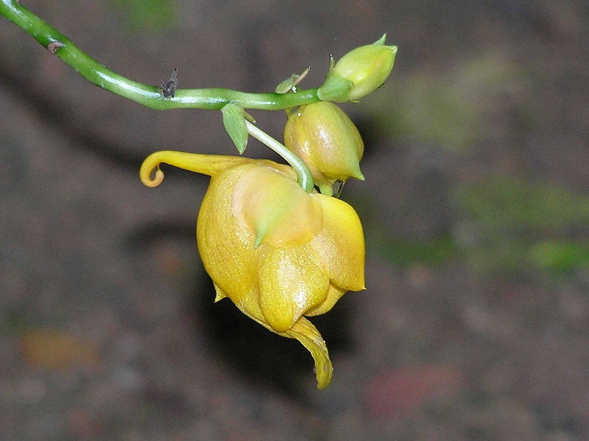 Day Trip to Royal Flora Ratchaphruek