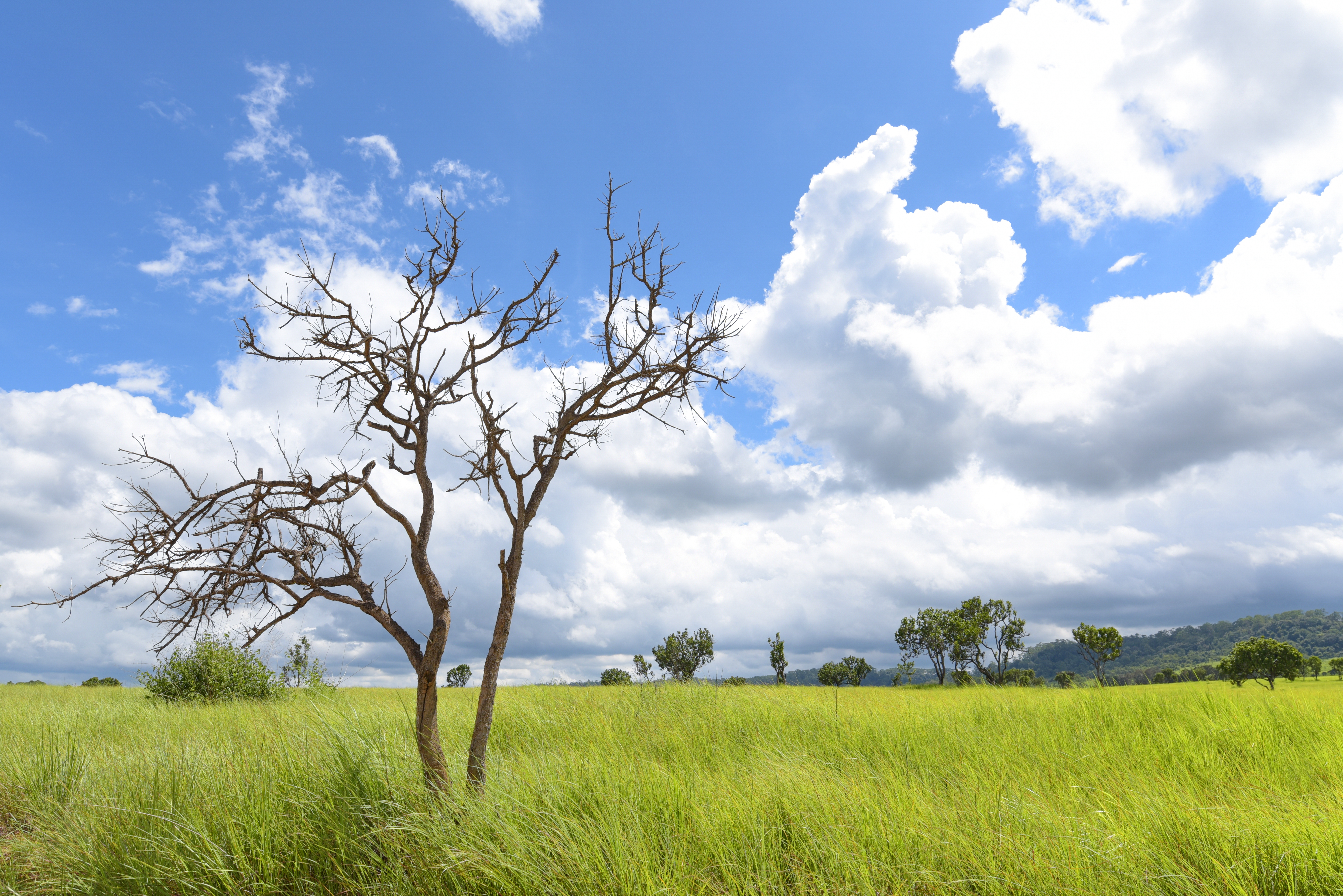 Thung Salaeng Luang National Park forest