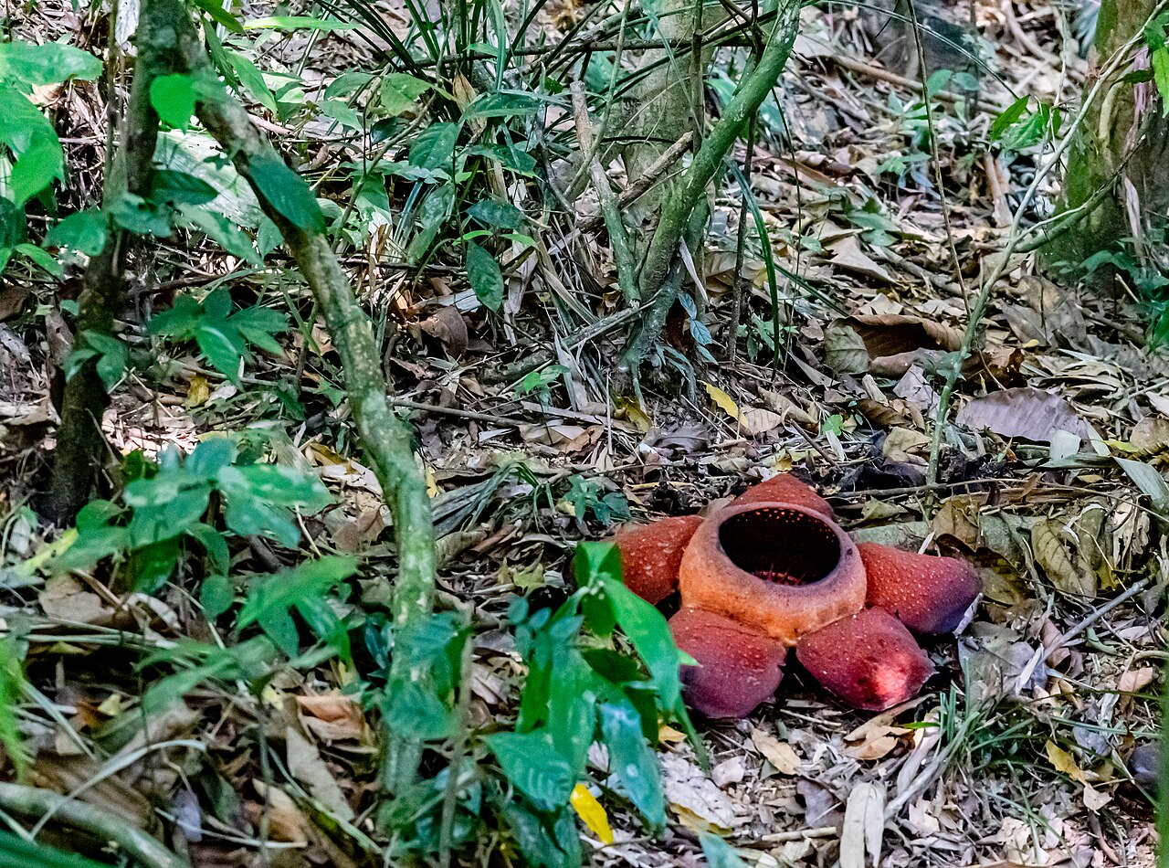 Rafflesia flower in Khao Sok National Park