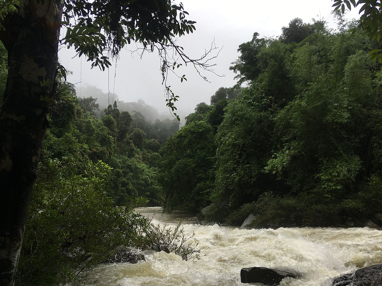 River in Khao Sok National Park